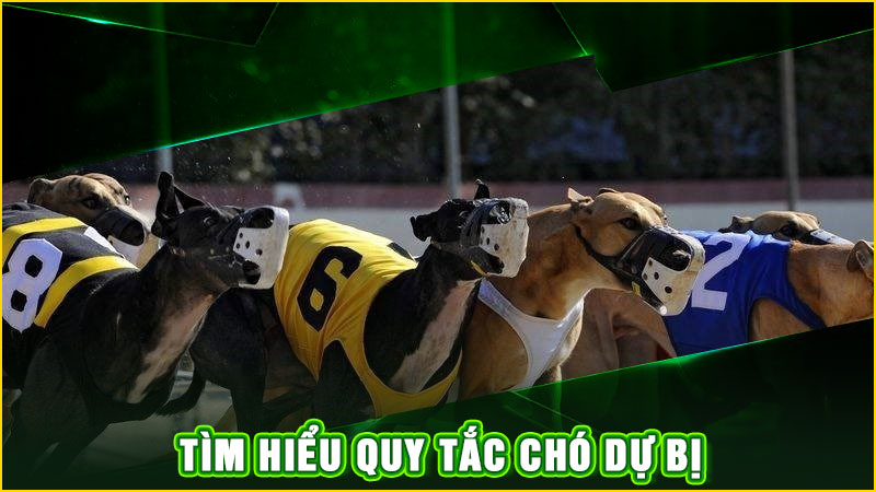 tìm hiểu quy tắc chó dự bị